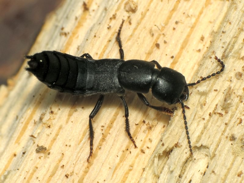 Ocypus nitens (Schrank, 1781)